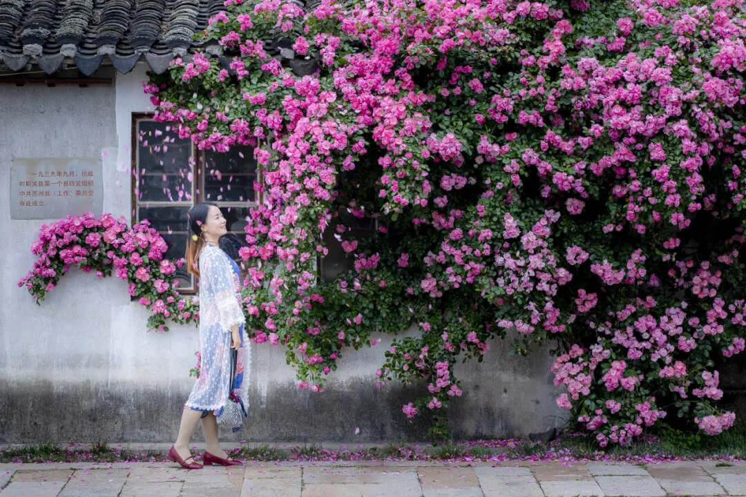 Suzhou Spring Flower Viewing Gudie Rose