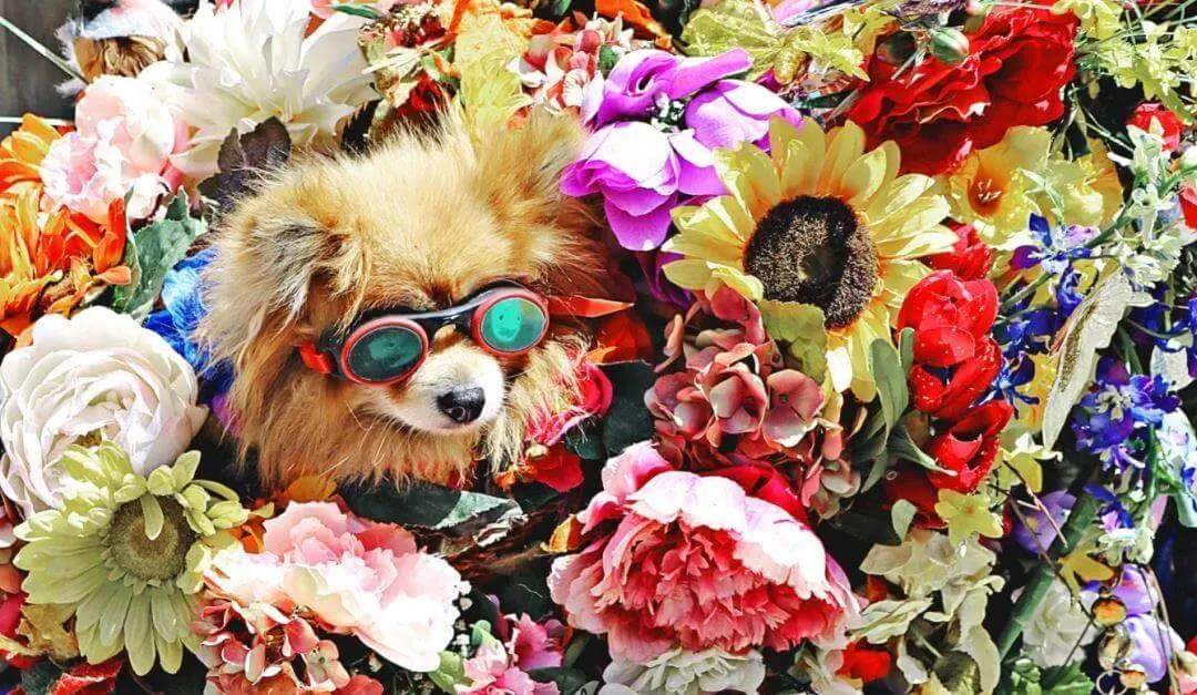 pet themed park dog inside flower
