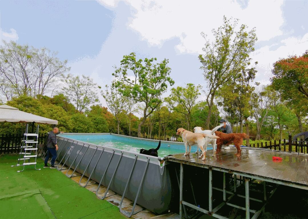 pet themed park dog swimming pool