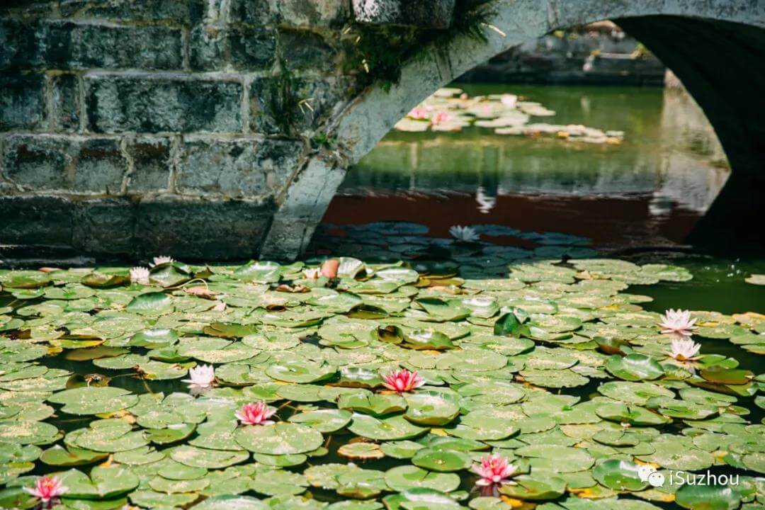 Suzhou Summer lotus