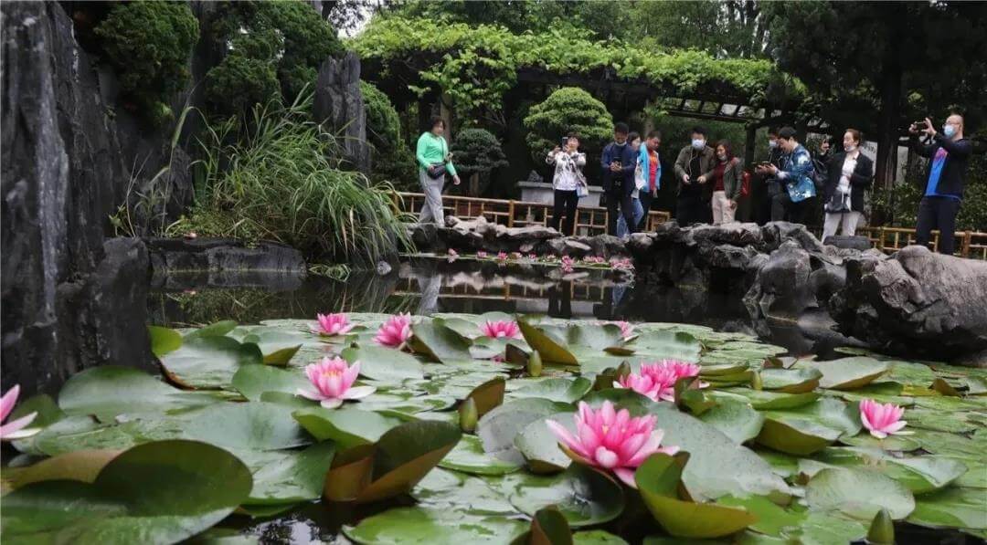 water lily in Lingering Garden