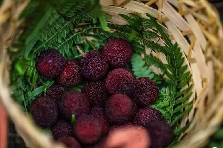 Suzhou Fruit Shushan red bayberry