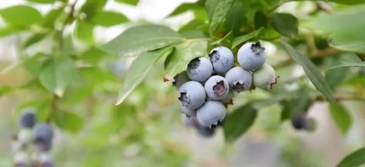 Suzhou fruit Zhenze Blueberry