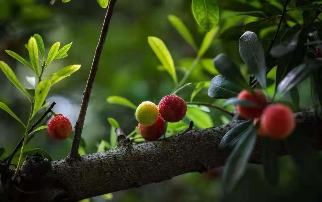 Three Treasures of Shushan Red Bayberry
