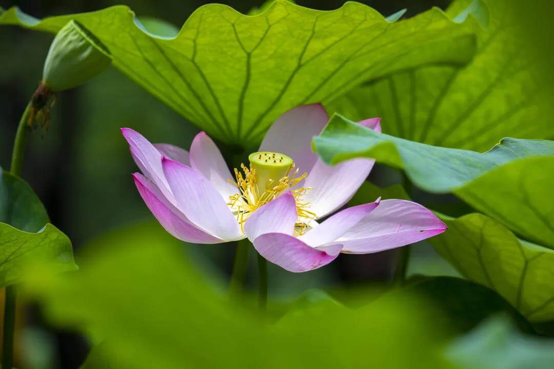 Art Garden summer lotus