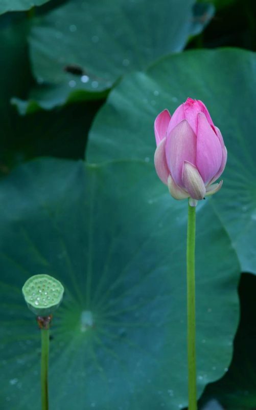 East Taihu Lake lotus