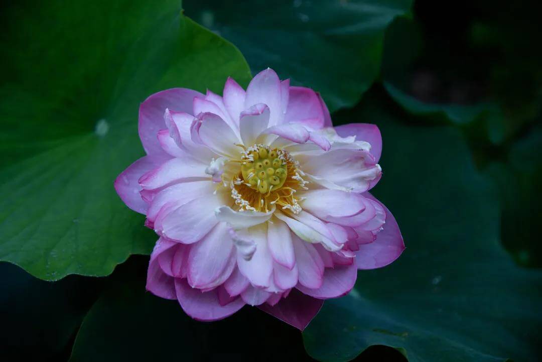 East Taihu Lake lotus flower
