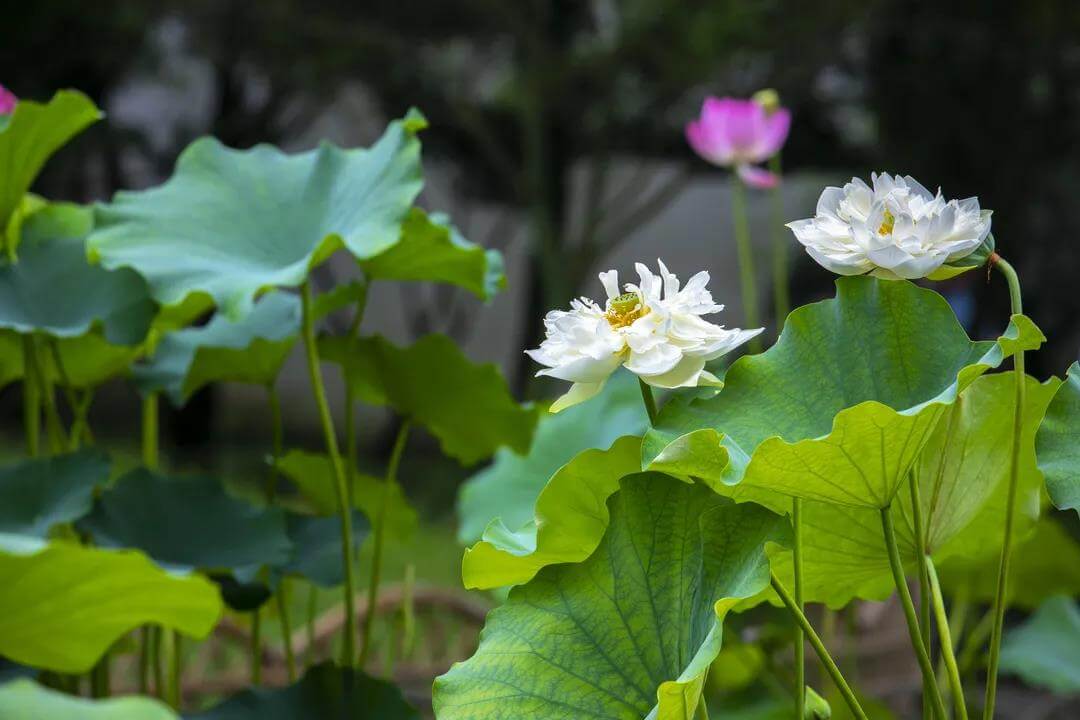 Humble Administrator's garden lotus