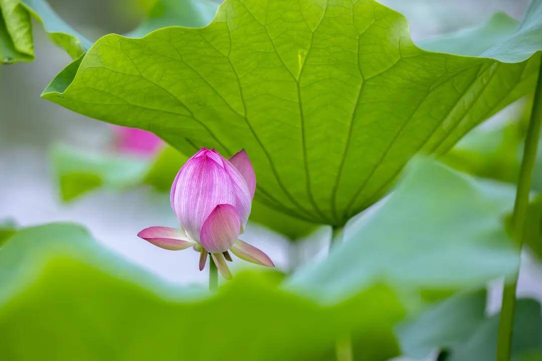 Lianchi Lake Park lotus flower