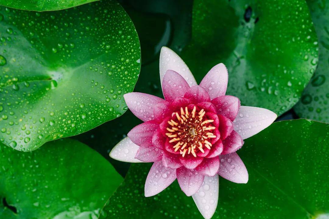 Lingering Garden lotus flower