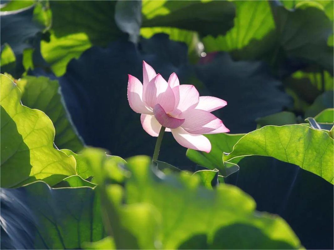 Lion Grove Garden lotus