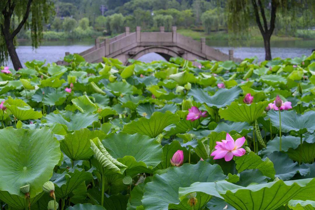 Stone Lake Park lotus