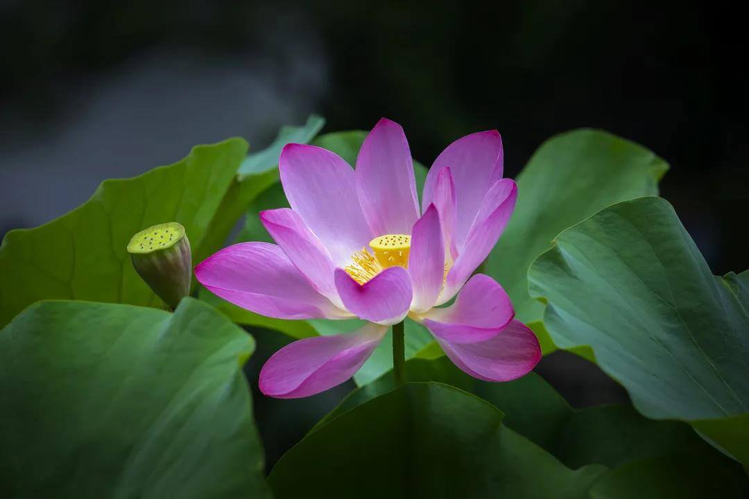 Suzhou gardens lotus