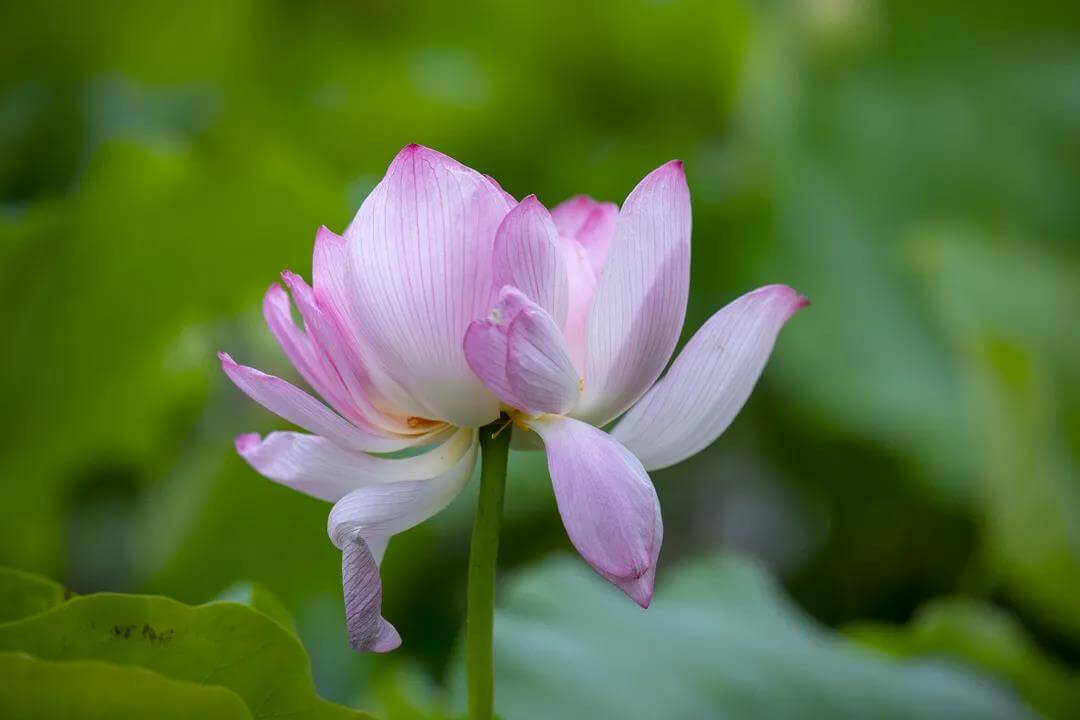Tiger Hill lotus