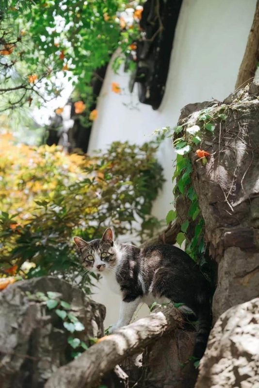 Canglang Pavilion Lingxiao cat
