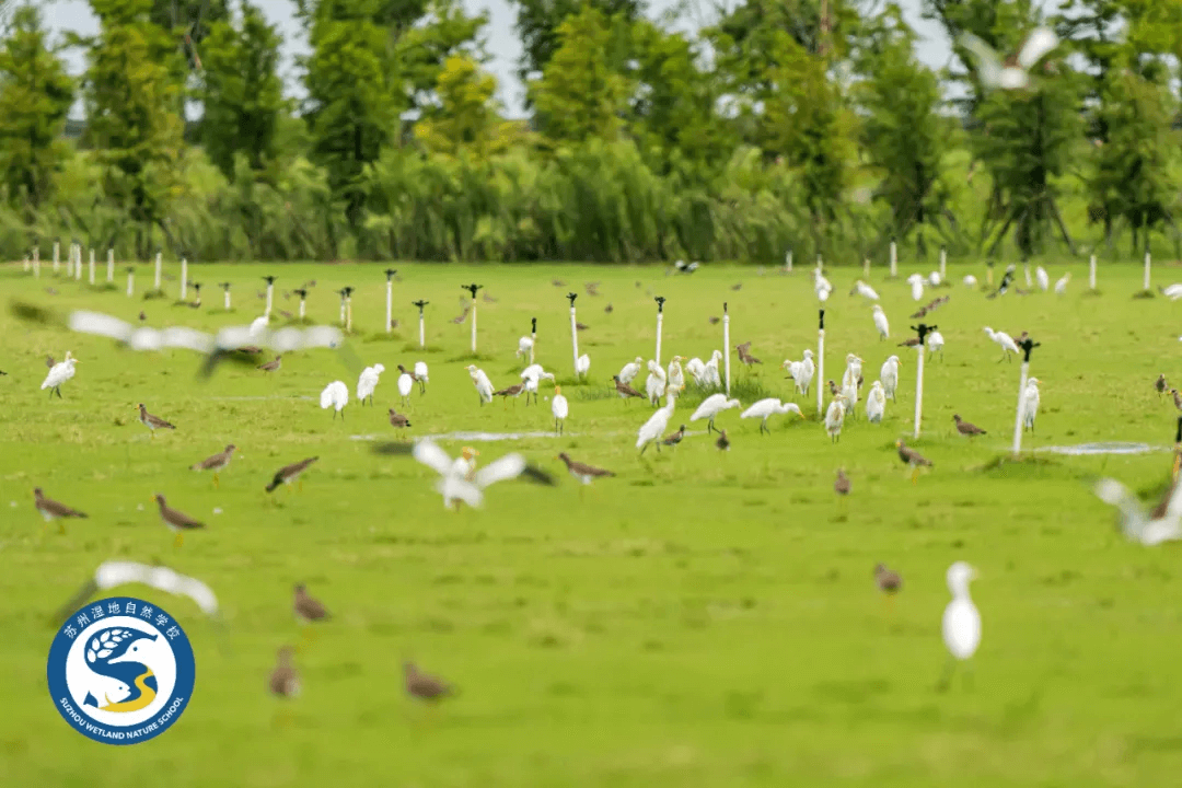 Grey-headed lapwings and cattle egrets finding food on grassy fields