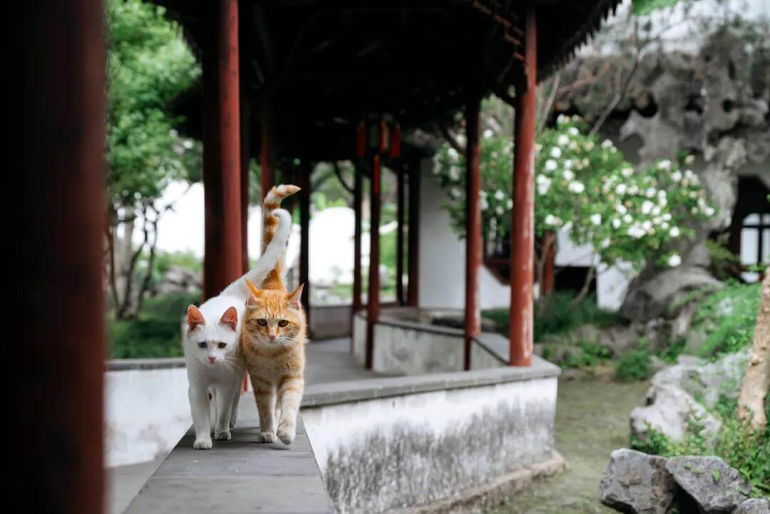 The couple cats in Suzhou Garden
