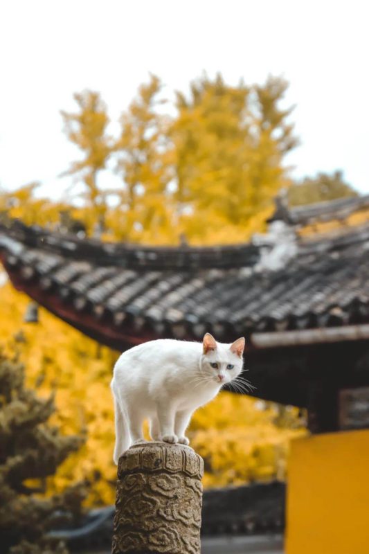 cats in Xiyuan temple