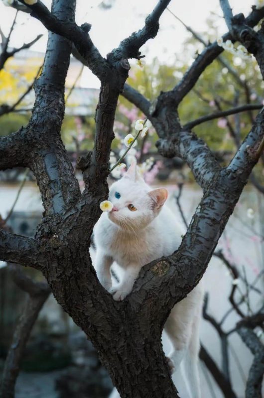 cats daily life in suzhou garden