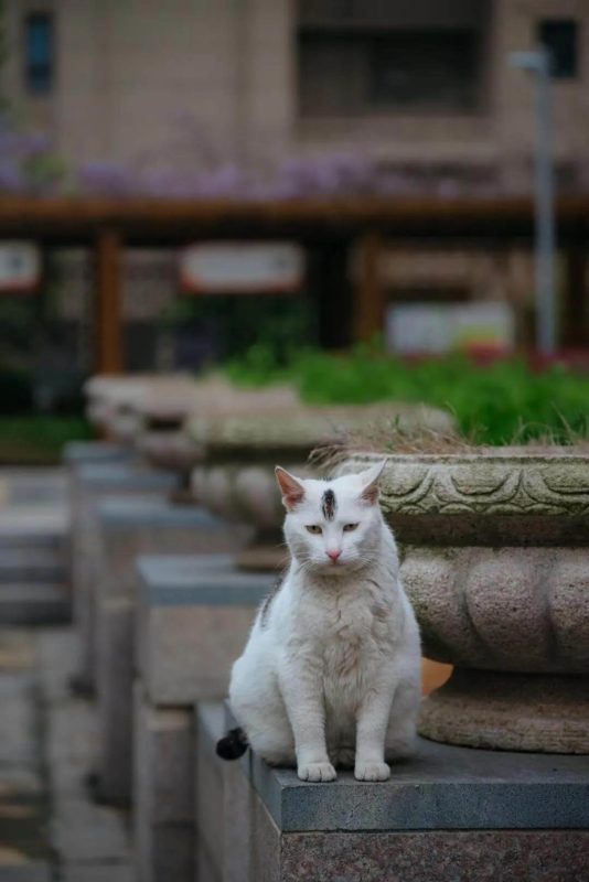 cats in Xiyuan temple