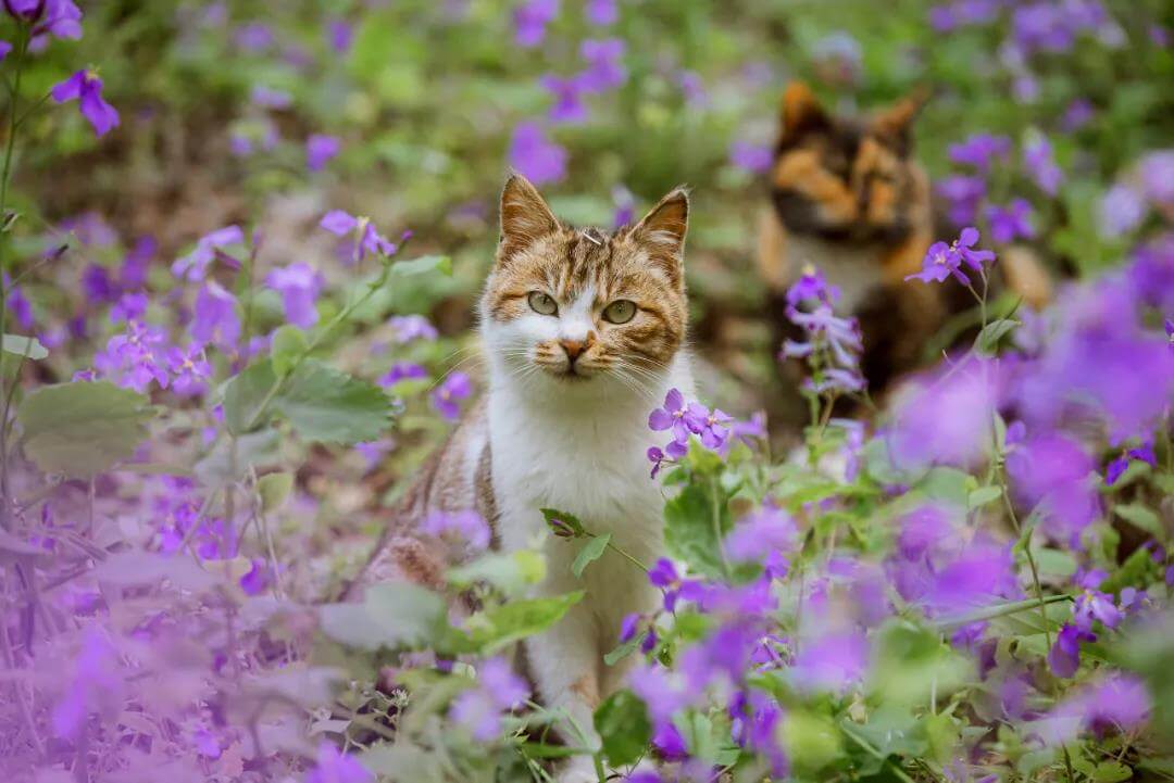 little cat hide in flowers