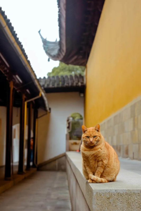 many cats in Xiyuan temple