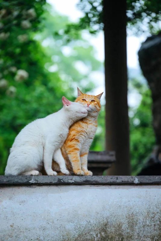 sweet couple cats