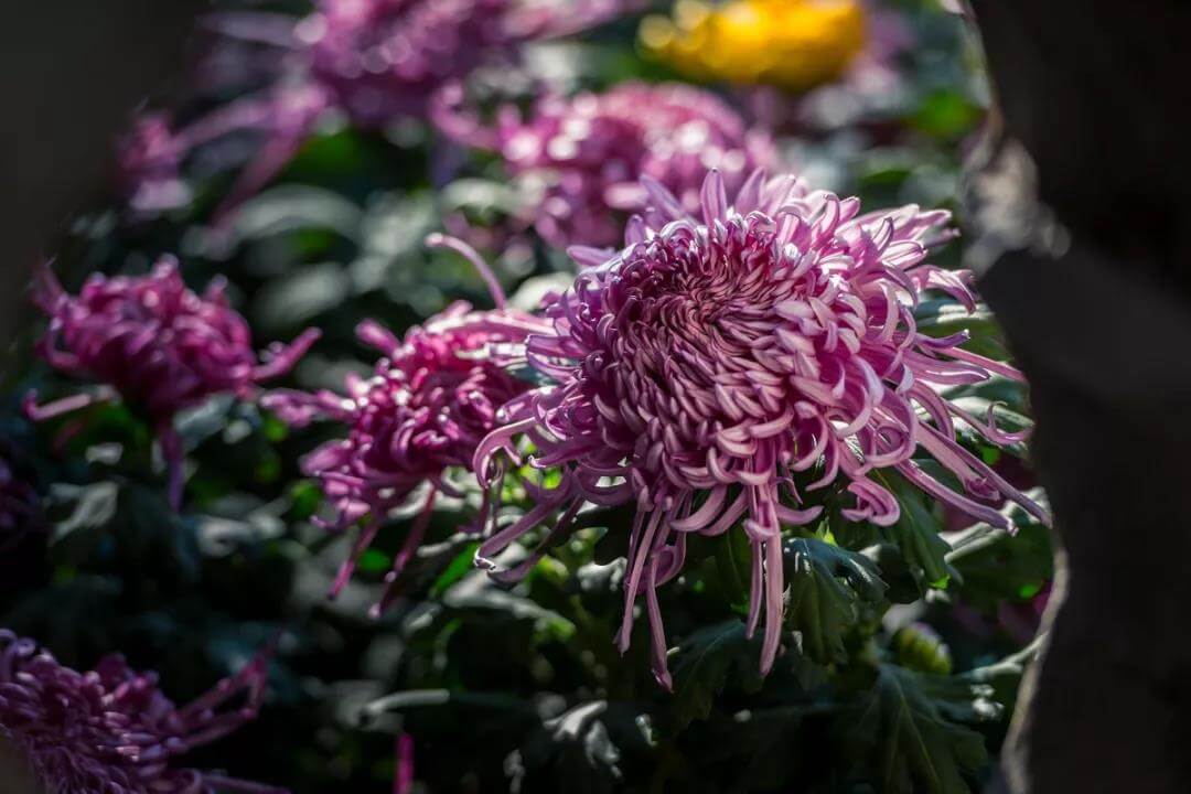 Chrysanthemums are in full bloom and fragrant