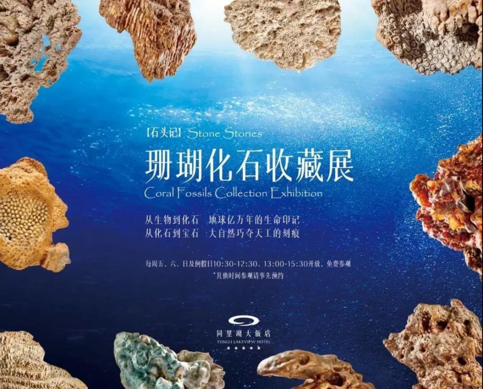 Coral Fossils Collection Exhibition