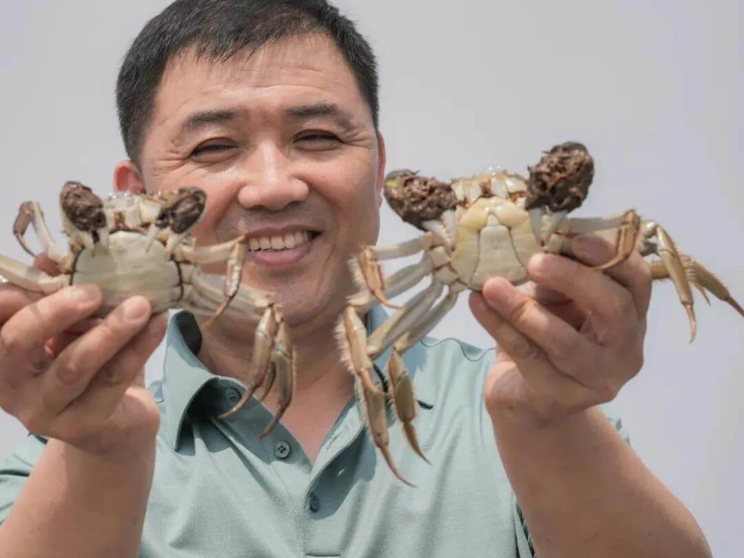 Suzhou crab