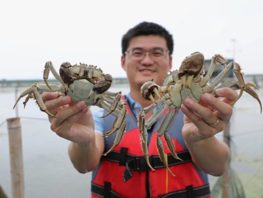 Yangcheng Lake Hairy Crab