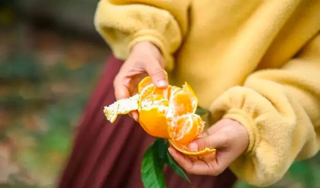 Oranges grown in Jinting Town are ripe now