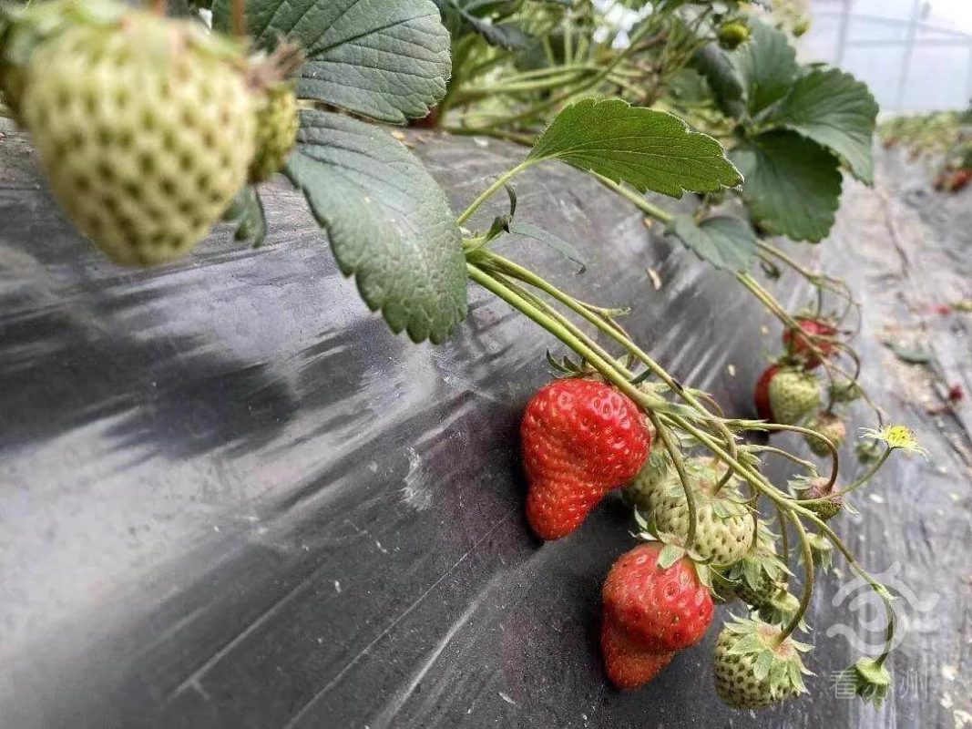 local strawberry