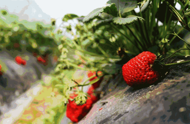 Local seasonal foods- strawberries